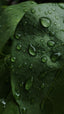 Dew Accord