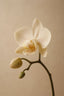 Orchid