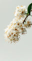 Osmanthus